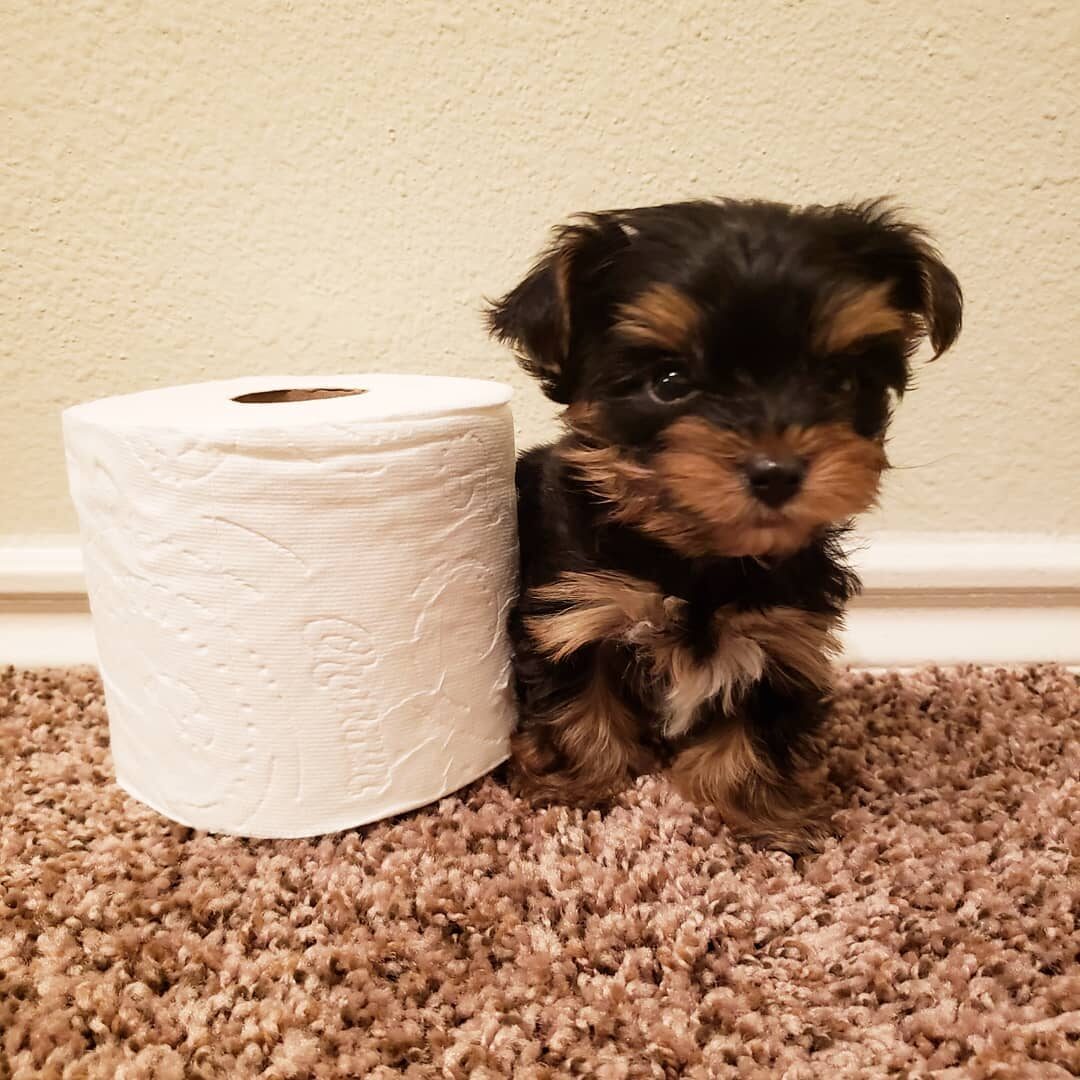 Milo1
